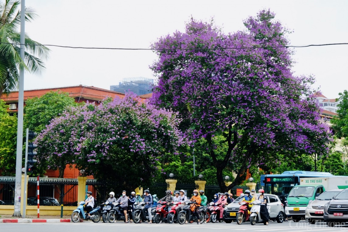 Chiêm ngưỡng hàng ngàn bông hoa Bằng Lăng nhuộm tím phố phường Hà Nội