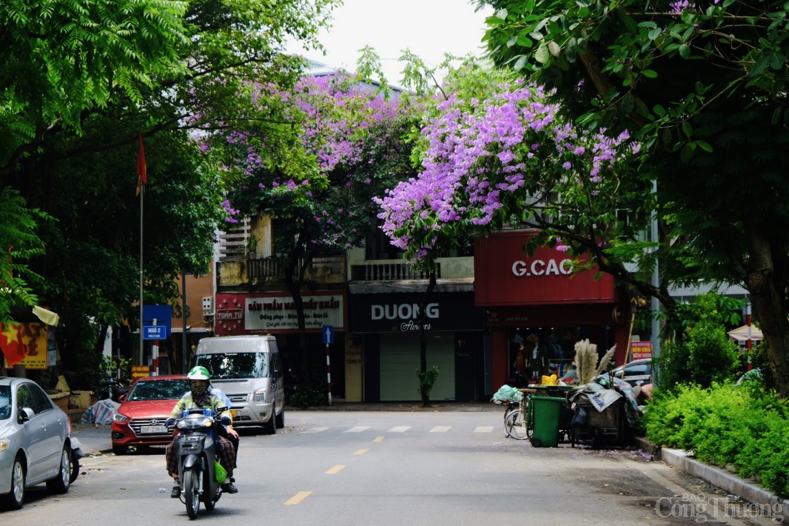 Chiêm ngưỡng hàng ngàn bông hoa Bằng Lăng nhuộm tím phố phường Hà Nội