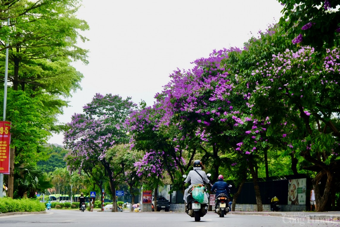 Chiêm ngưỡng hàng ngàn bông hoa Bằng Lăng nhuộm tím phố phường Hà Nội