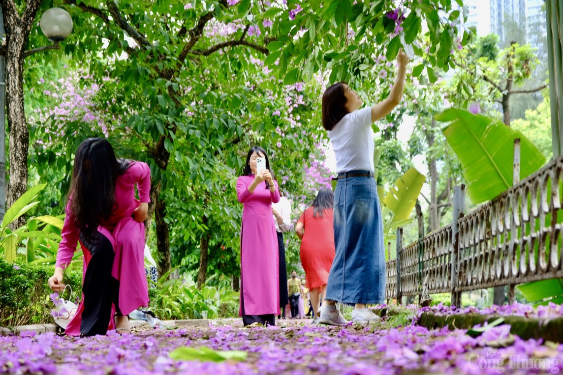 Chiêm ngưỡng hàng ngàn bông hoa Bằng Lăng nhuộm tím phố phường Hà Nội