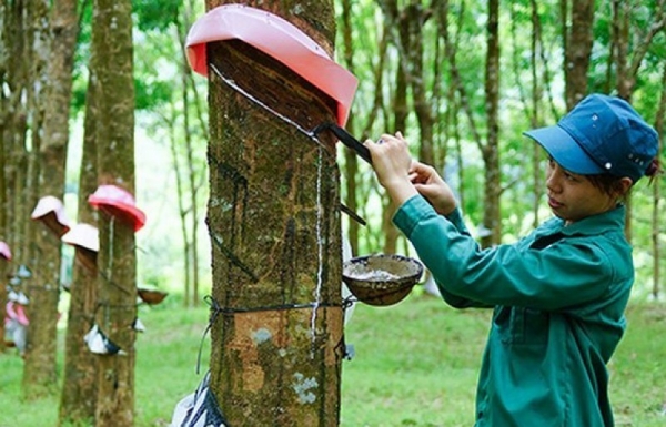 giá cao su mới nhất