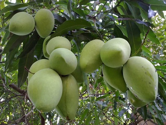 lo ngai nong san bi canh bao du luong thuoc bao ve thuc vat tai han quoc