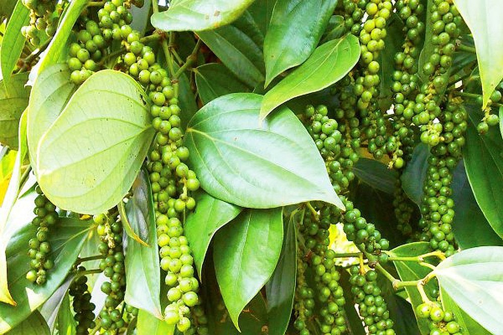 Dự báo giá tiêu ngày 20/5/2024: Sản lượng giảm, cung cầu tiêu trong nước có gặp khó?