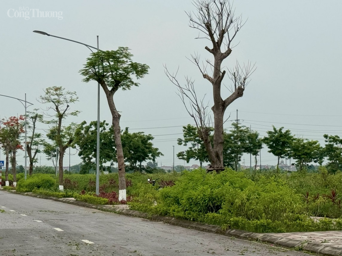 việc thi công theo hồ sơ được duyệt còn một số loại cây xanh được trồng có đường kính chưa phù hợp, một số cây bị chết