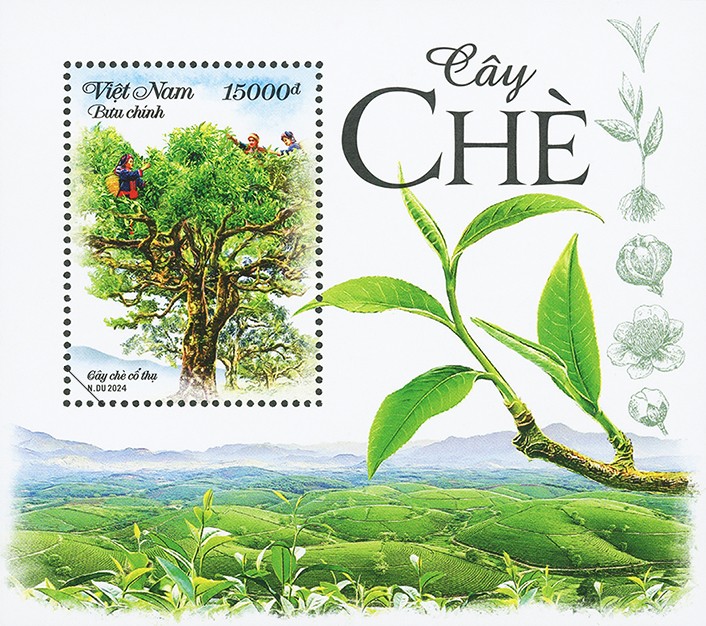 Chính thức phát hành bộ tem “Cây chè”