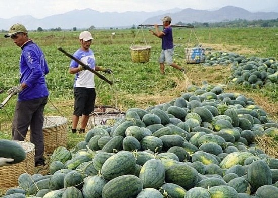 Giá nông sản hôm nay ngày 22/5: Dưa hấu được mùa, giá cao; giá ớt tiếp tục tăng nhẹ