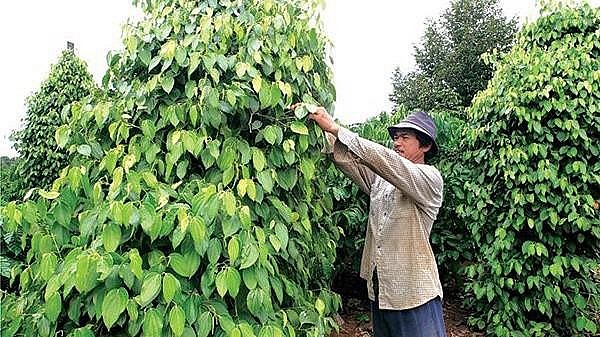 Dự báo giá tiêu ngày 25/5/2024: Giá tiêu tăng nhẹ tại Bà Rịa - Vũng Tàu?