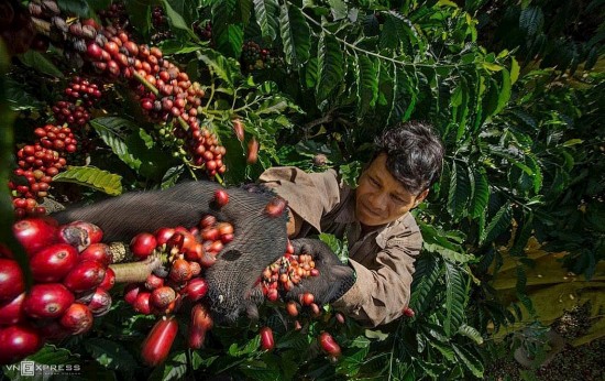 Giá cà phê hôm nay, 26/5/2024: Giá cà phê trong nước tăng trở lại