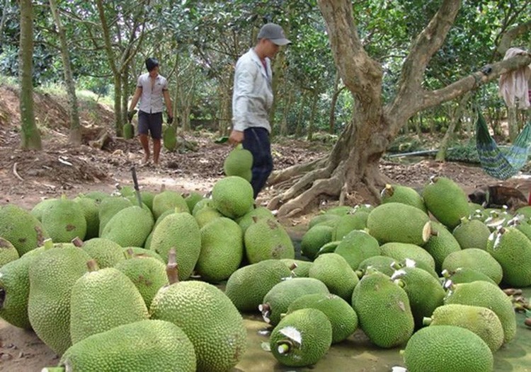 Giá nông sản hôm nay ngày 26/5: Giá tiêu tăng chạm mốc 120.000 đồng/kg; Giá mít Thái ở mức thấp kỷ lục