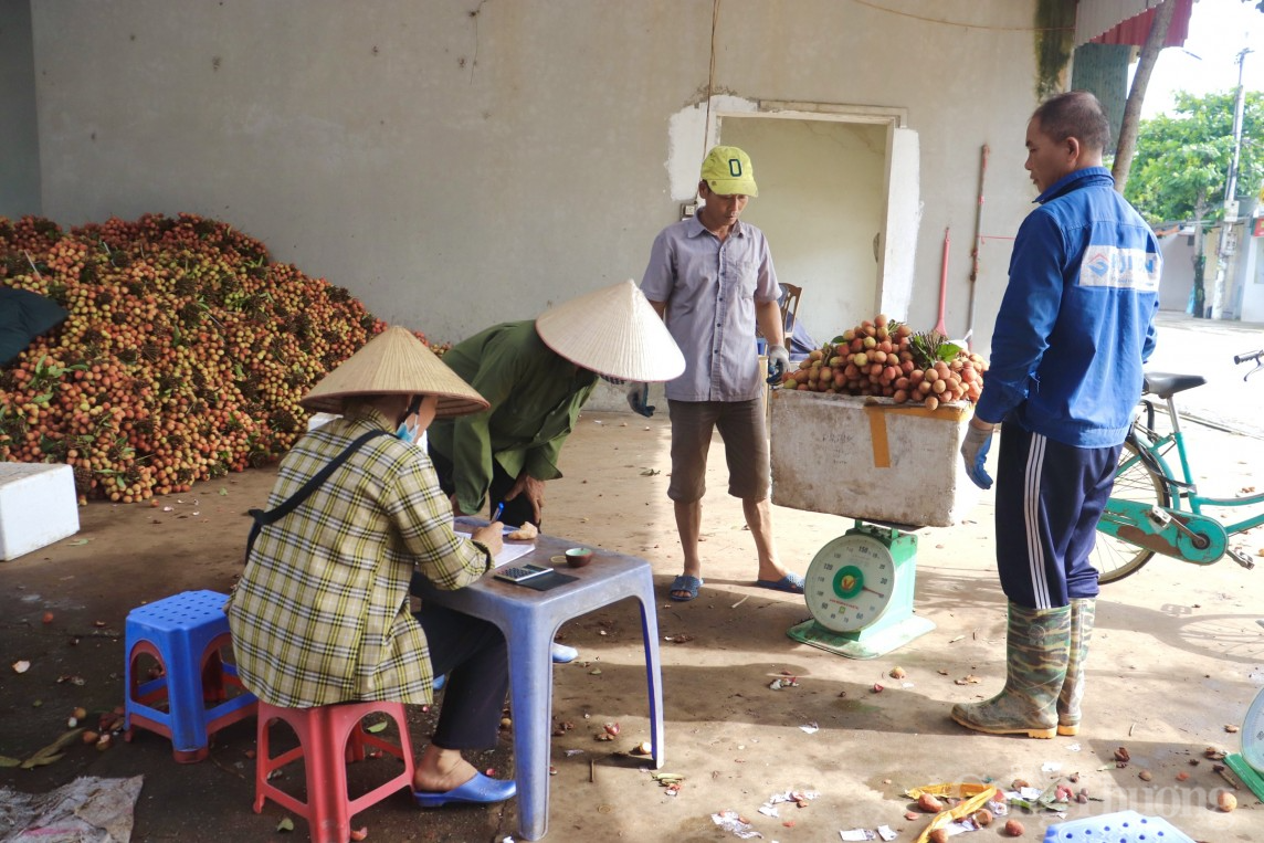 Hải Dương: Thủ phủ vải Thanh Hà vào vụ, người dân phấn khởi thu hoạch xuất khẩu quốc tế