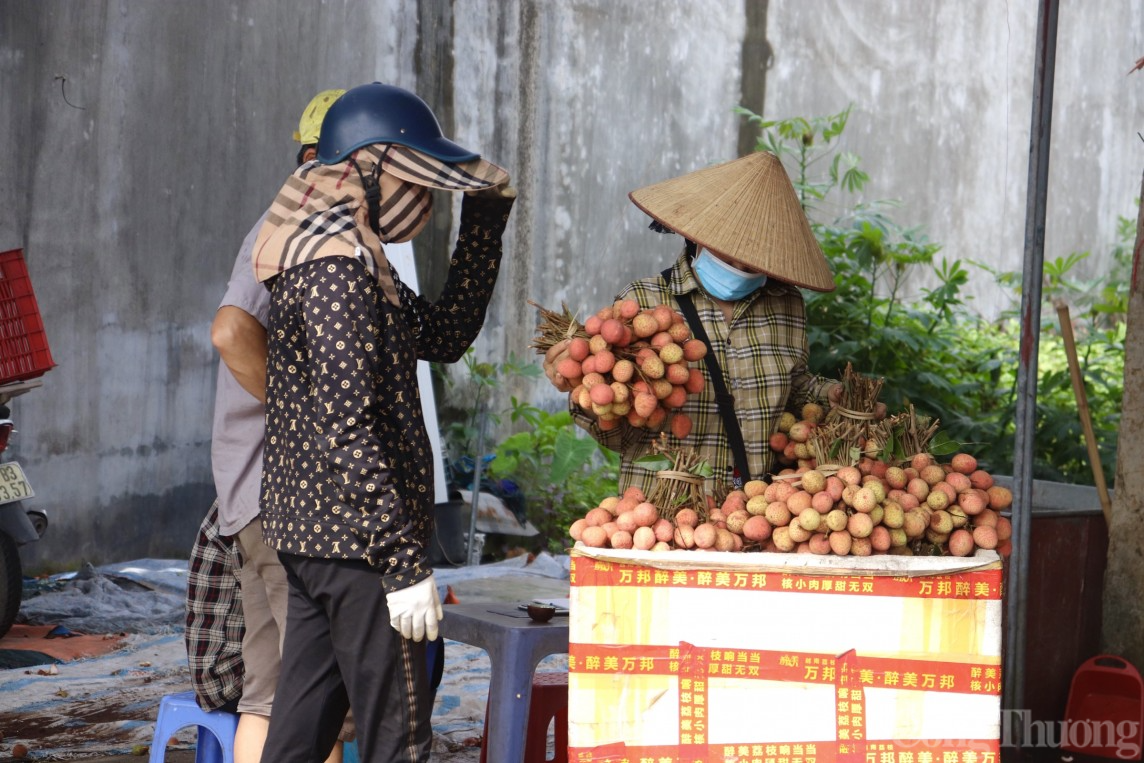 Hải Dương: Thủ phủ vải Thanh Hà vào vụ, người dân phấn khởi thu hoạch xuất khẩu quốc tế