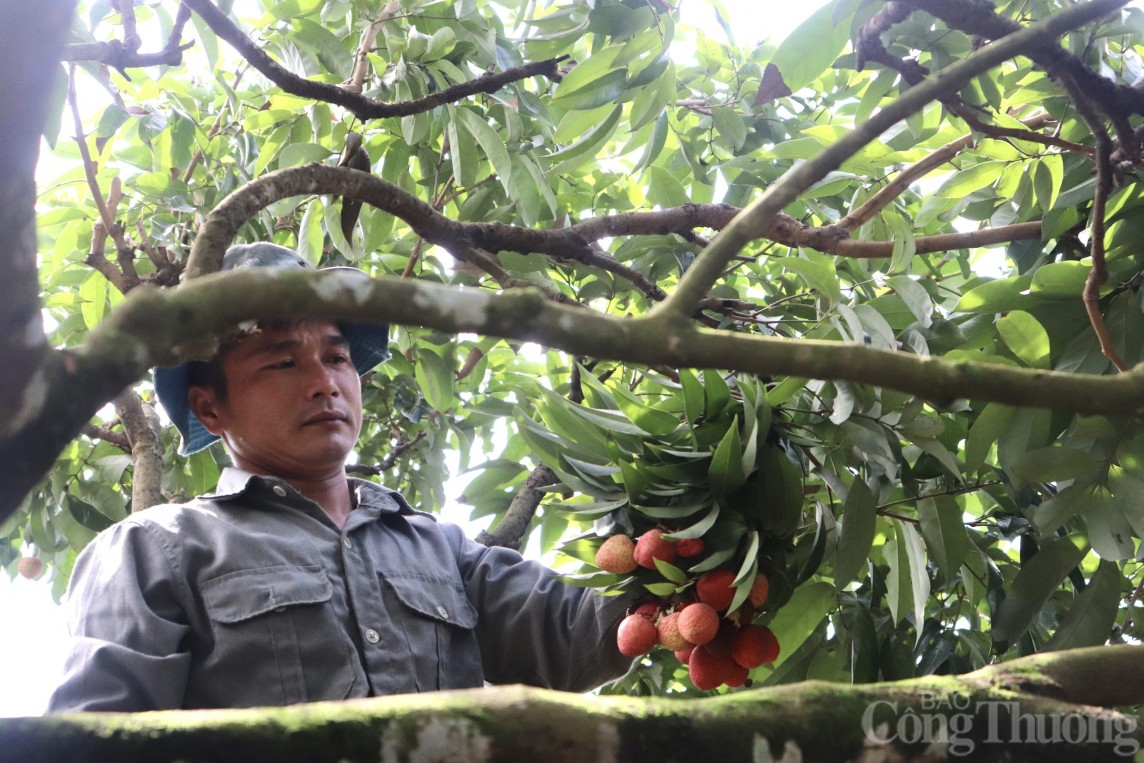 Hải Dương: Thủ phủ vải Thanh Hà vào vụ, người dân phấn khởi thu hoạch xuất khẩu quốc tế