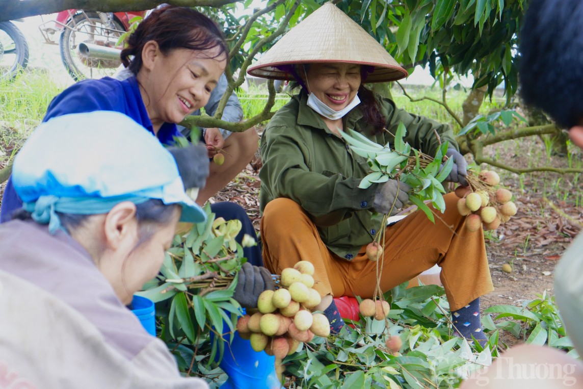 Hải Dương: Thủ phủ vải Thanh Hà vào vụ, người dân phấn khởi thu hoạch xuất khẩu quốc tế