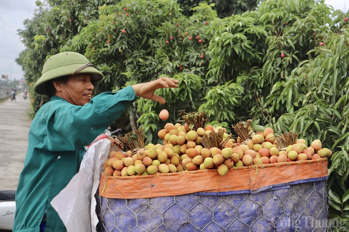 Hải Dương: Thủ phủ vải Thanh Hà vào vụ, người dân phấn khởi thu hoạch xuất khẩu quốc tế