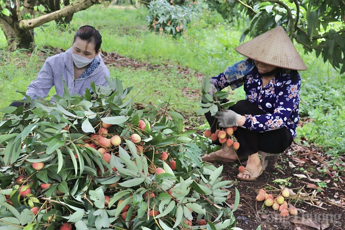 Hải Dương: Thủ phủ vải Thanh Hà vào vụ, người dân phấn khởi thu hoạch xuất khẩu quốc tế