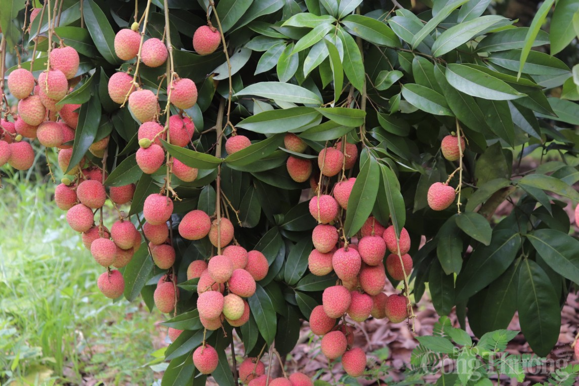 Hải Dương: Thủ phủ vải Thanh Hà vào vụ, người dân phấn khởi thu hoạch xuất khẩu quốc tế