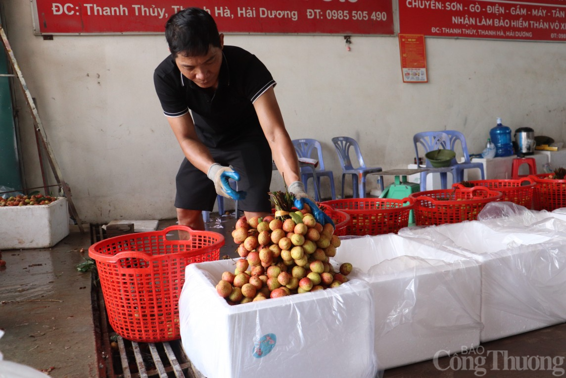 Hải Dương: Thủ phủ vải Thanh Hà vào vụ, người dân phấn khởi thu hoạch xuất khẩu quốc tế