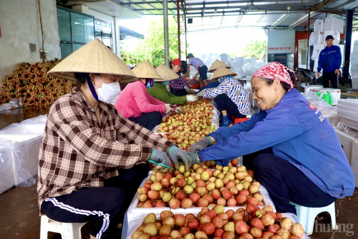 Hải Dương: Thủ phủ vải Thanh Hà vào vụ, người dân phấn khởi thu hoạch xuất khẩu quốc tế