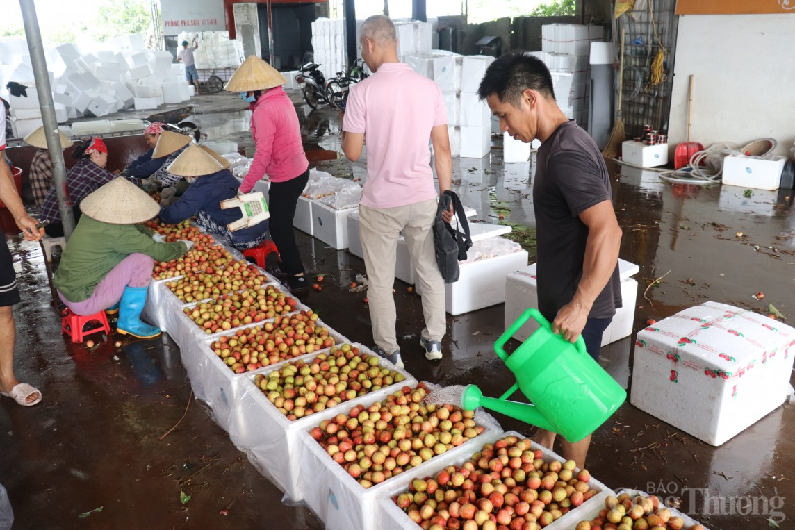 Hải Dương: Thủ phủ vải Thanh Hà vào vụ, người dân phấn khởi thu hoạch xuất khẩu quốc tế