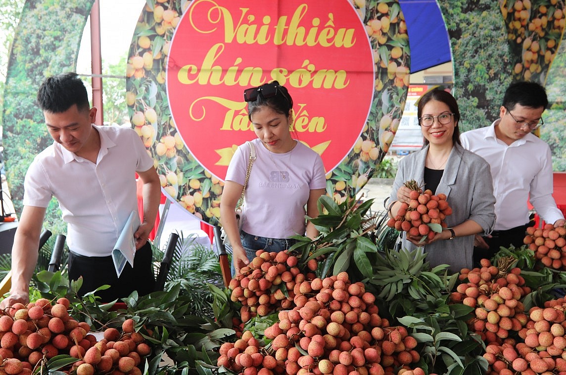 Bắc Giang: Xúc tiến tiêu thụ vải thiều chín sớm huyện Tân Yên