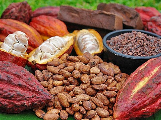 Giá ca cao tăng mạnh: Cảnh báo tăng nóng diện tích trồng