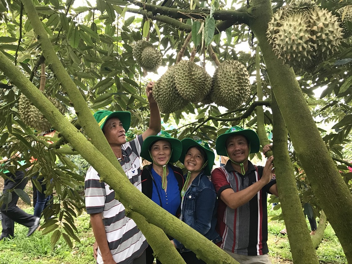 Cây sầu riêng sử dụng Phân bón Phú mỹ có năng suất cao, mẫu mã đẹp, chất lượng thơm ngon .jpg