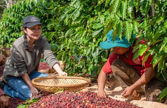 Xuất khẩu cà phê gặp bất lợi do tình hình thời tiết