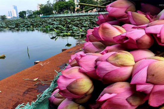 Giá nông sản hôm nay ngày 31/5: Giá tiêu vượt mốc 130.000 đồng/kg; sen đầu mùa đắt hàng, số lượng hạn chế