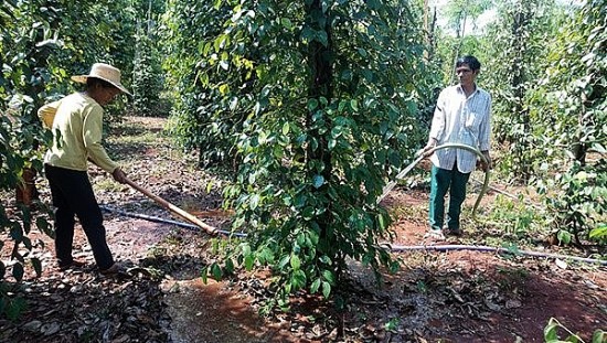 Bình Phước: Nắng nóng kéo dài, năng suất nhiều loại cây trồng giảm sút