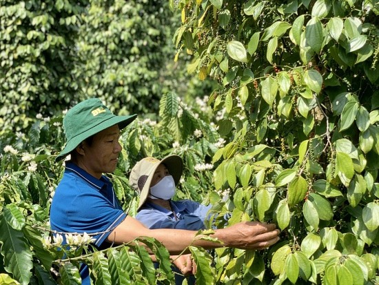 Giá tiêu hôm nay 1/6/2024: Cao nhất tại Bà Rịa – Vũng Tàu, vượt ngưỡng quan trọng 130.000 đồng/kg