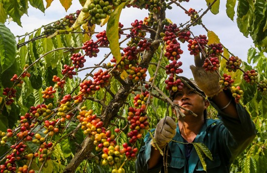 Giá cà phê hôm nay 23/7/2024: Giá cà phê trong nước đồng loạt tăng