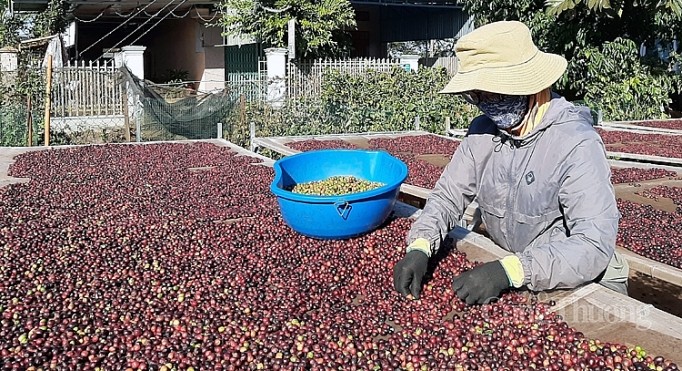 Cà phê là một trong những mặt hàng nông sản có giá xuất khẩu cao nhất