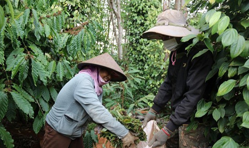 Giá tiêu hôm nay 4/6/2024:Cao nhất ở mốc 144.000 đồng/kg tại Đắk Nông