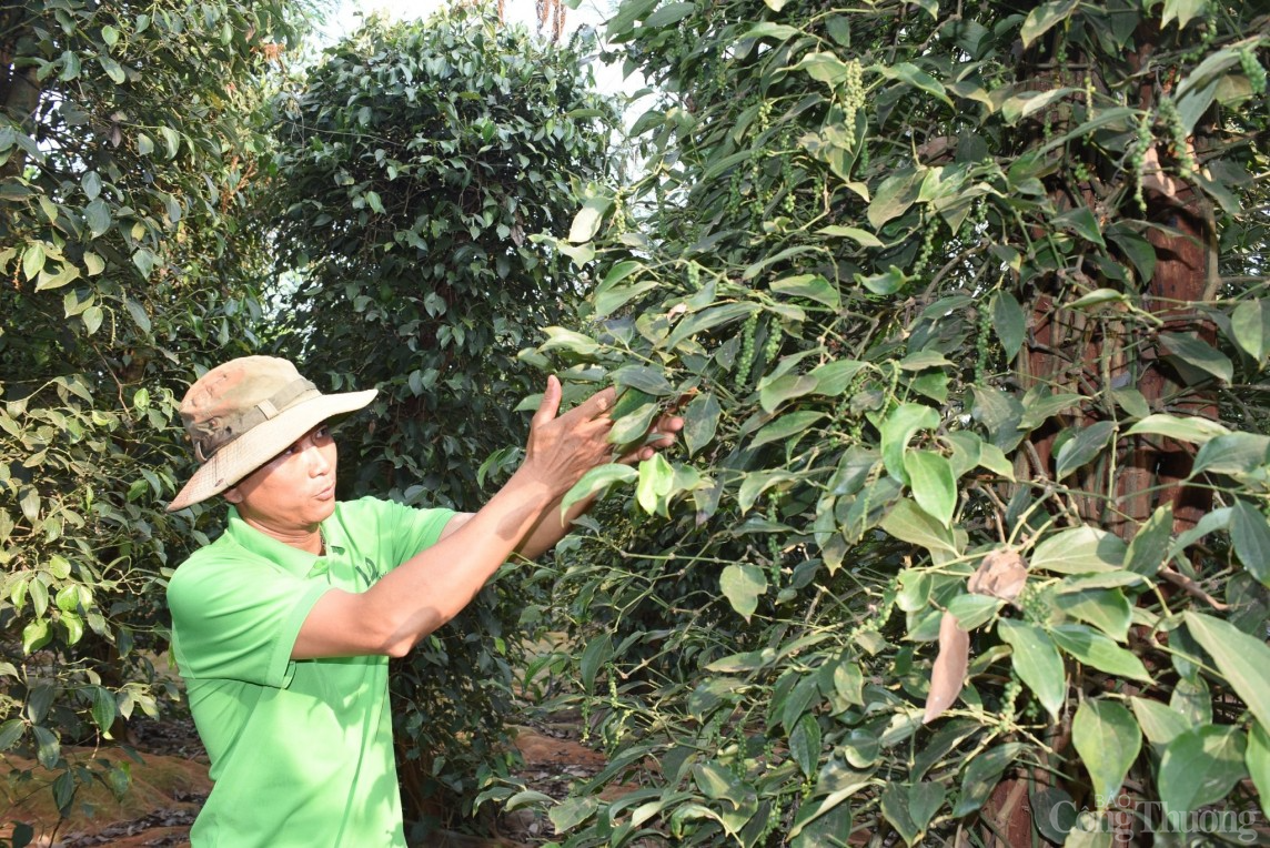 Bình Phước: Giá tiêu tăng cao, người dân buồn vui lẫn lộn