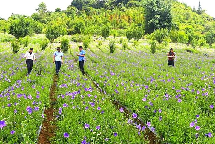 Lào Cai: Đẩy mạnh phát triển công nghiệp dược liệu