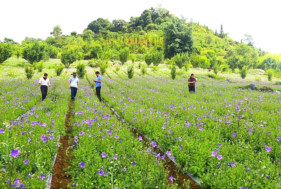 Lào Cai: Đẩy mạnh phát triển công nghiệp dược liệu