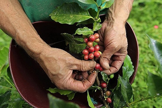 Giá cà phê hôm nay ngày 6/6/2024: Giá cà phê trong nước tăng mạnh 1.500 đồng/kg