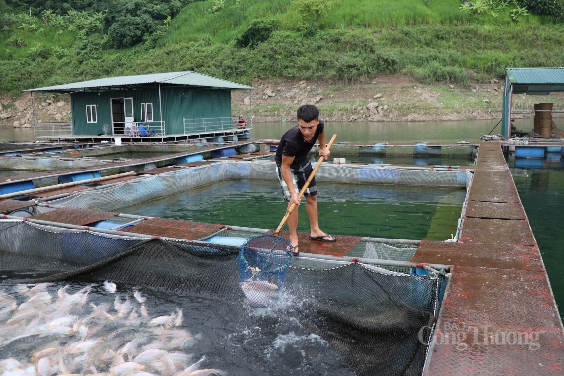 Gắn nghề nuôi cá lồng với phát triển du lịch vùng lòng hồ Hoà Bình