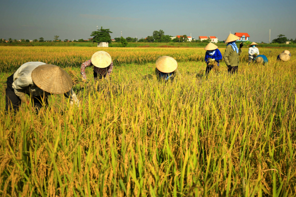 gia-lua-gao-hom-nay-10620240610100221 Giá lúa gạo hôm nay ngày 10/6/2024: Giá lúa duy trì đi ngang, giá gạo giảm mạnh