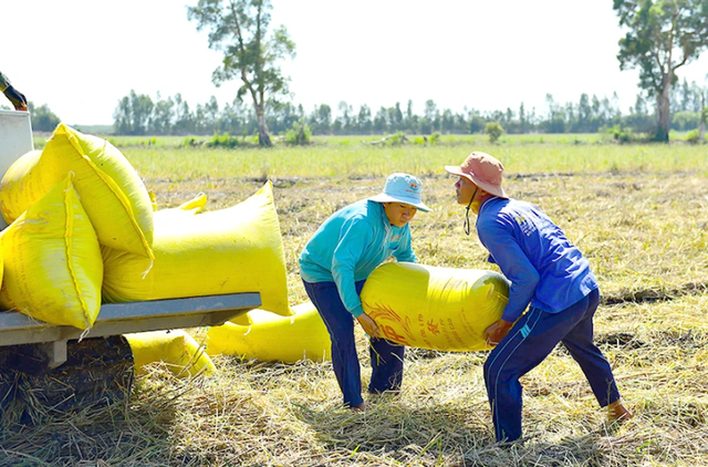 Giá lúa gạo hôm nay ngày 11/6/2024: Giá gạo tăng nhẹ