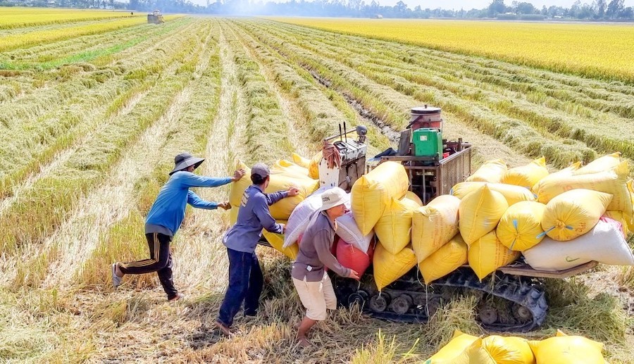 Nông dân TP. Cần Thơ thu hoạch lúa bằng máy gặt đập liên hơp.