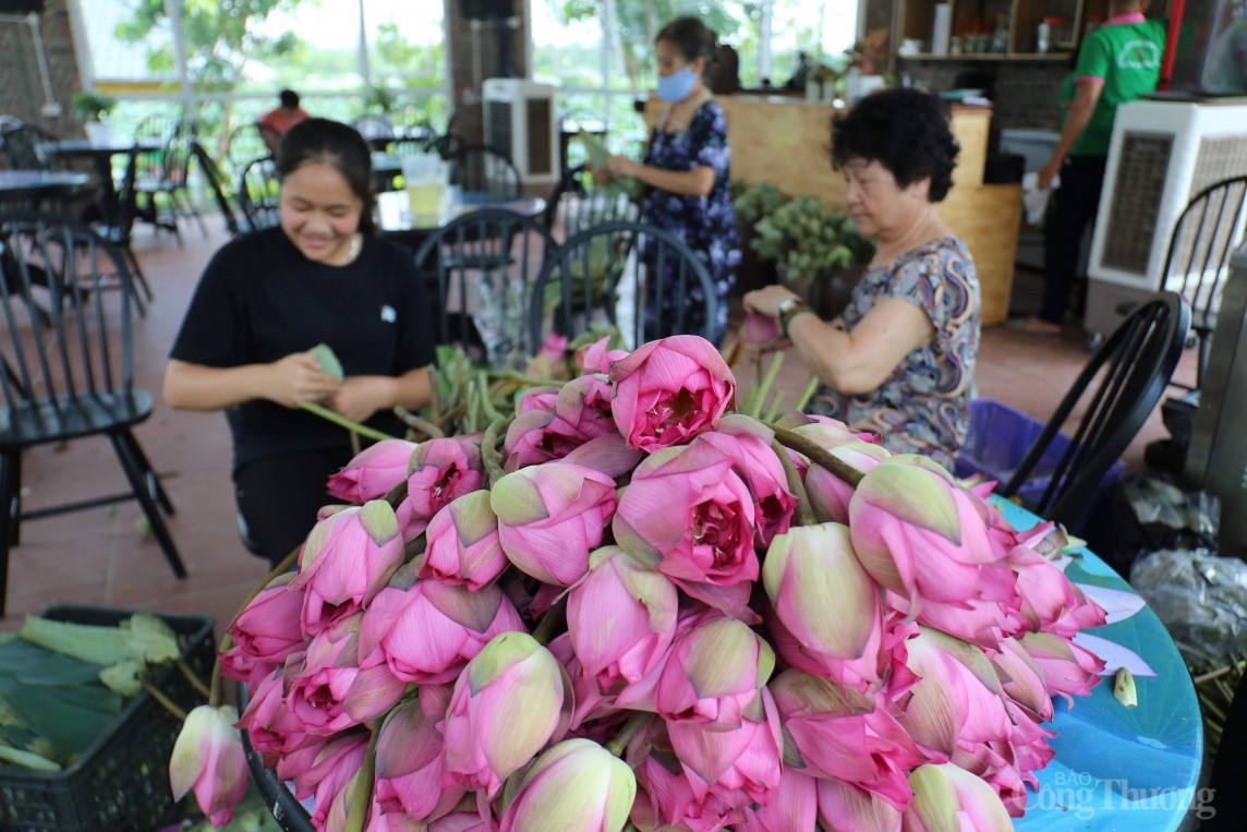 Cận cảnh quy trình làm trà sen đầy công phu của người Hà Nội