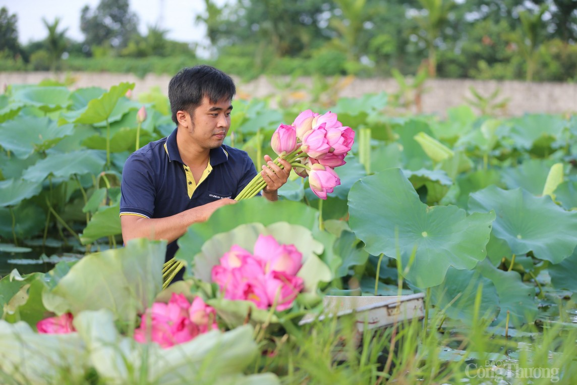 Cận cảnh quy trình làm trà sen đầy công phu của người Hà Nội Cận cảnh quy trình làm trà sen đầy công phu của người Hà Nội