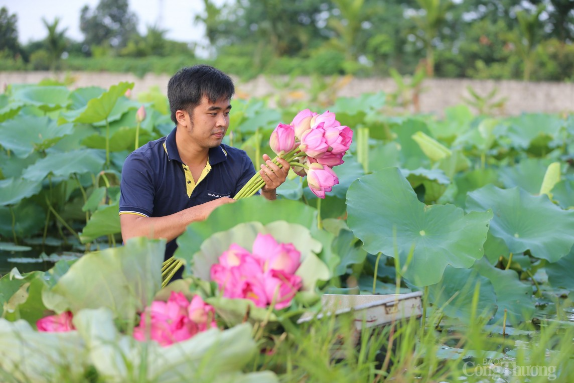 Cận cảnh quy trình làm trà sen đầy công phu của người Hà Nội