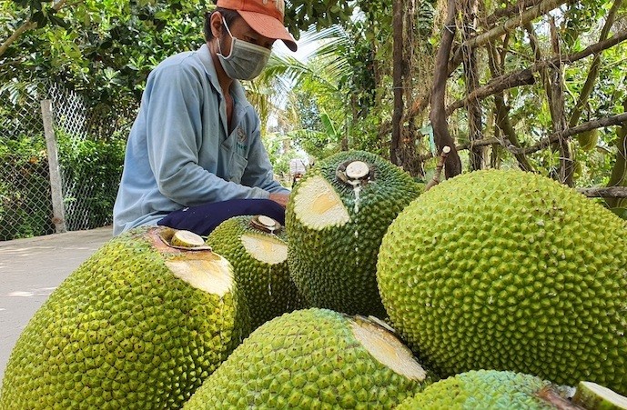 Giá nông sản hôm nay ngày 12/6/2024: Tiêu trong nước tăng dựng đứng; giá ớt tiếp tục tăng mạnh