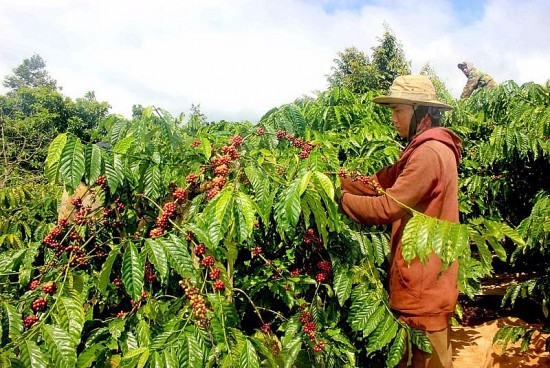 Giá cà phê hôm nay ngày 13/6/2024: Giá cà phê trong nước giảm nhẹ, cao nhất 121.200 đồng/kg