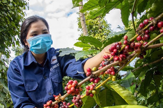 Giá cà phê hôm nay ngày 14/6/2024: Giá cà phê trong nước quay đầu tăng nhẹ