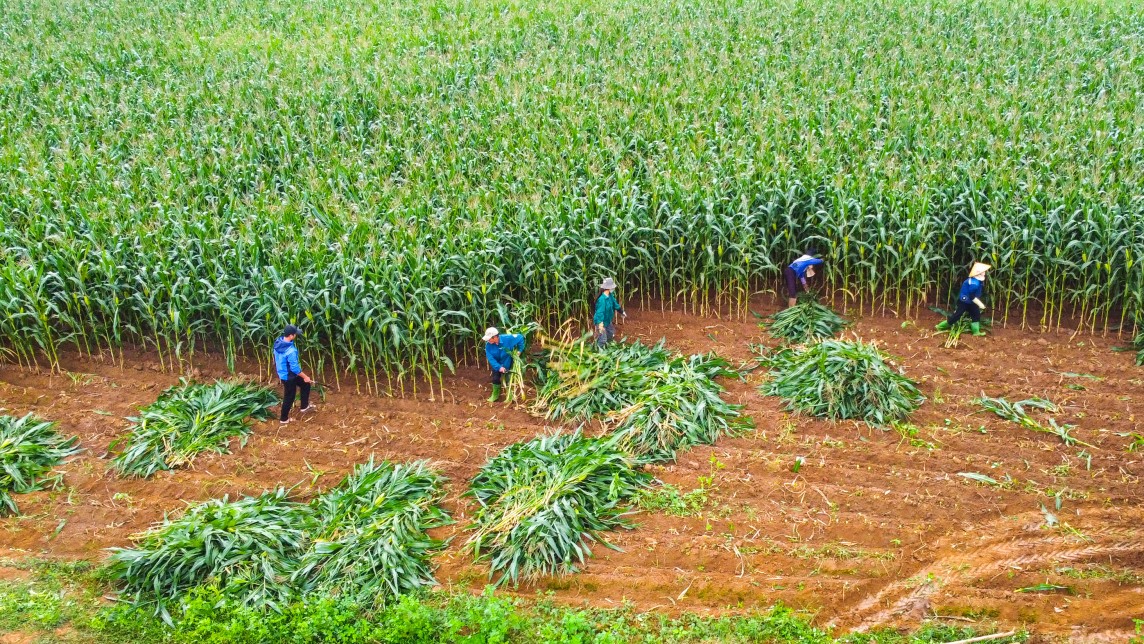 Xung quanh trang trại Vinamilk đã xuất hiện nhiều cánh đồng ngô (bắp) tiền tỷ của bà con nông dân.