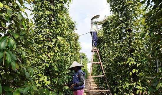 Giá tiêu hôm nay 18/6/2024: Giảm trên diện rộng, giá mua cao nhất tại Đắk Nông là 161.000 đồng/kg