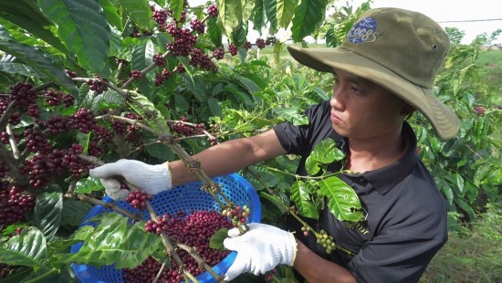 Dự báo giá cà phê ngày 20/6/2024: Giá cà phê trong nước có "trượt dốc"?